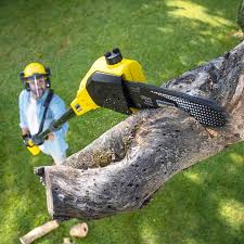 How Our Tree Care Process Works  in  Seneca, IL