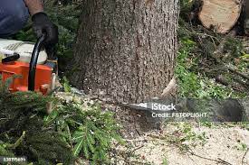 Best Leaf Removal  in Seneca, IL