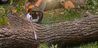 Best Tree Mulching  in Seneca, IL
