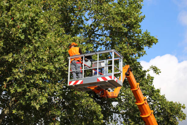 Best Aeration Services  in Seneca, IL