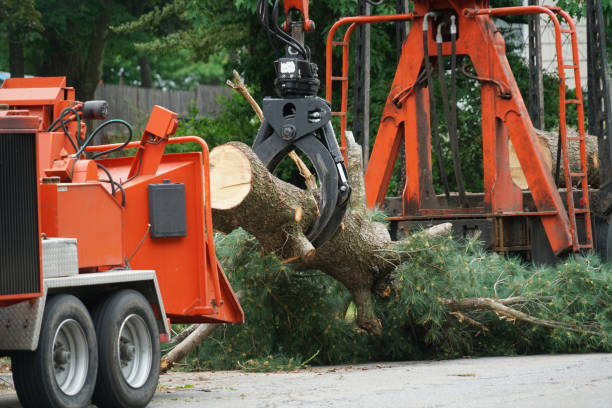 Leaf Removal in Seneca, IL